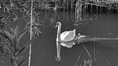 Baby swans on the canal in Hythe