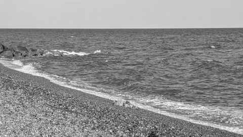 A seal on the beach