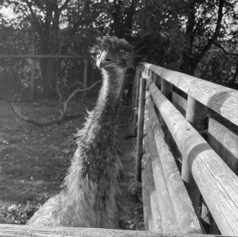 An emu at Wingham Wildlife Park