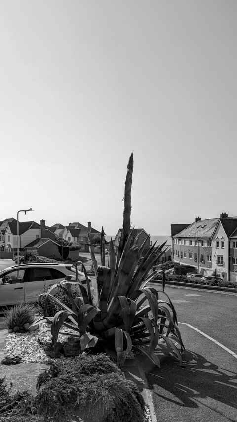 Crazy tall agave plant on our street