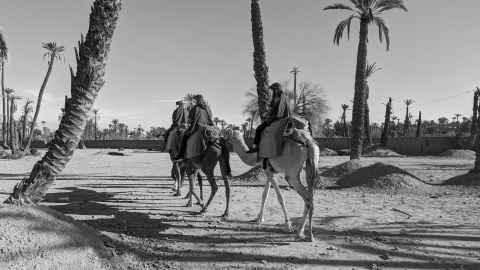 The back end of some camels