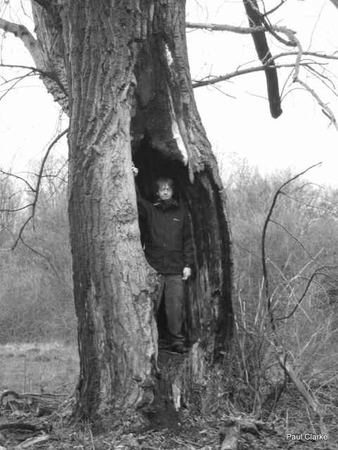 Me in a tree in Epping Forest