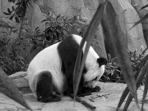 Panda