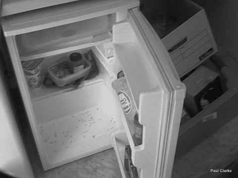Maggots, in the fridge at the Channelfly offices, 109X Regents Park Road.