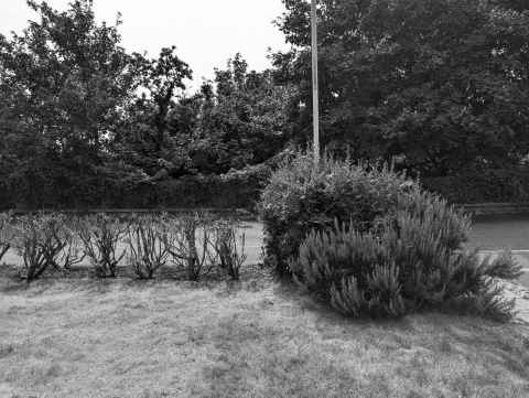 Front garden before we started hacking it down... stalks to the left is the neighbour's severely prune hedge
