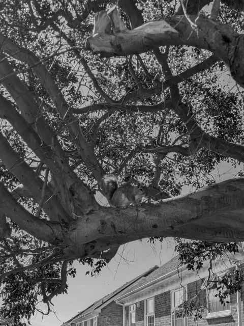 Squirrel in a tree in Hythe