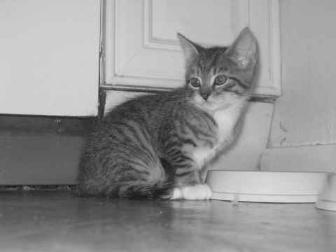 Freddie as a kitten